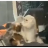 Moar gatos 🫠🫠 14