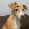 🐶🐱Animales con filtro😂👀 28