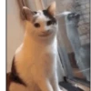 Animated animals 11