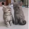 Gatos 9