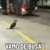 🐶 Catiorríneos Fofíneos 9