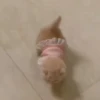 Gatos 26