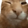 GATINHOS VIRALIZADOS 5