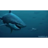 Shark 6