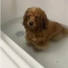 🐶 Catiorríneos Fofíneos 20
