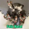 😻 Esse gatinho vc ainda ñ tem 22