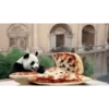 POOOLPIZZA 15