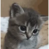 Animals Funny Meme 12