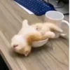Gatos fofinhos 30
