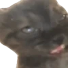 Virales TikTok 🐾🐱 6