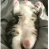 Gatos 19