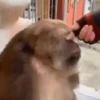 Macacos 17