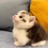 Gatos 7