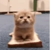 🧿😻Gatitos buena vibra😻🧿 11
