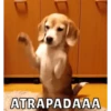 Perritos 8