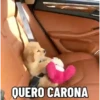 🐶 Catiorríneos Fofíneos 11