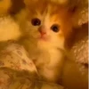 Gatos 5