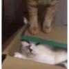 Moar gatos 🫠🫠 10