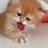 Gatos 12