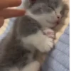 Gatos fofinhos 17