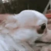 Funny dogs🐕🐶 12