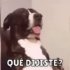 Perritos 11