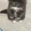 Gatos 11