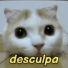 Gatíneos 🐈 10