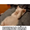 Memes de Gatitos Mov.🐱 10