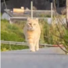 😻 Esse gatinho vc ainda ñ tem 24