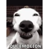 Perritos 6