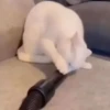 Gatos fofinhos 11