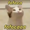 Gatíneos 🐈 13