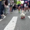 Patos 12