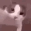 GATINHOS VIRALIZADOS 8