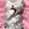 Gatos 18