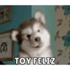 Perritos 10