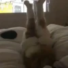 Cats 🐱 9