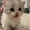 Gatos 22