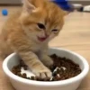 Gatos 8