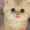 Gatos 24