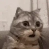 GATINHOS VIRALIZADOS 11