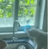 Gatos fofinhos 6