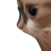 Virales TikTok 🐾🐱 8