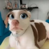 🐶🐱Animales con filtro😂👀 29