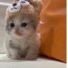 Gatos 21