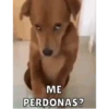 Perritos 7