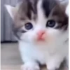 Gatos 10