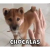 Firulais🐶 11