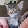 Gatos 28